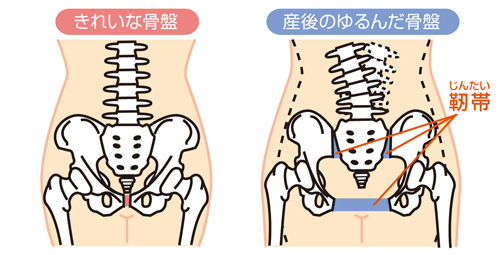 産後の骨盤