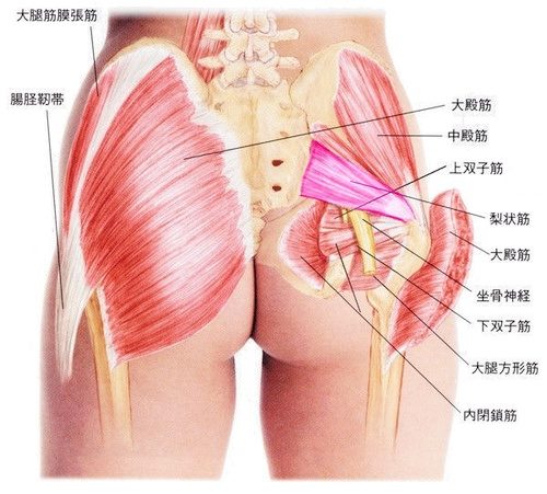 骨盤周辺の筋肉で外旋運動