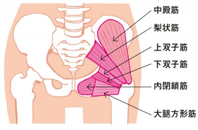 レグールを使うと股関節周辺の筋肉を鍛えられる図