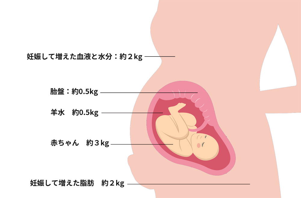 妊娠中の体重増加の内訳